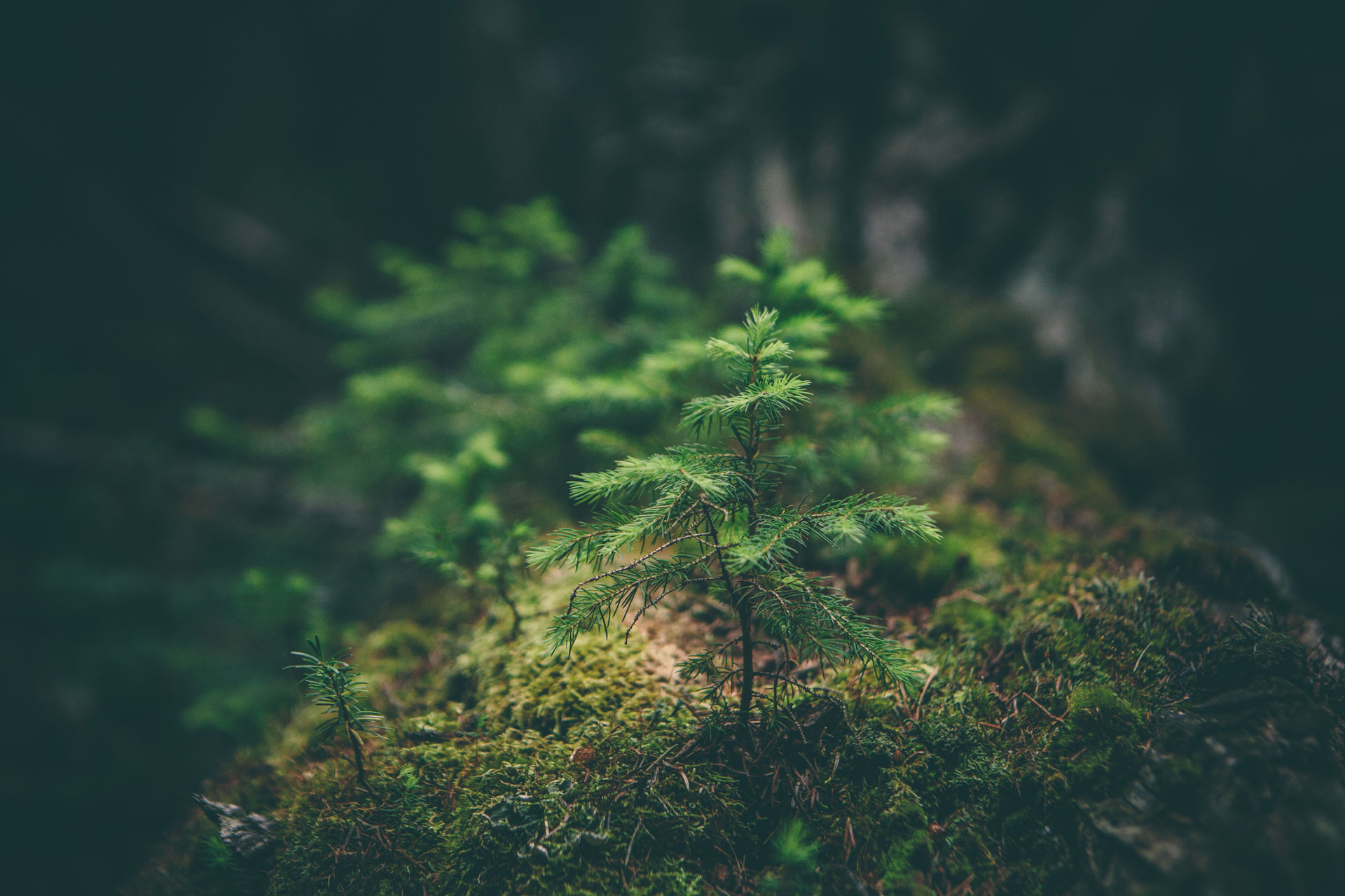 Tahmea mets&auml;n kulta: Kuusenpihka