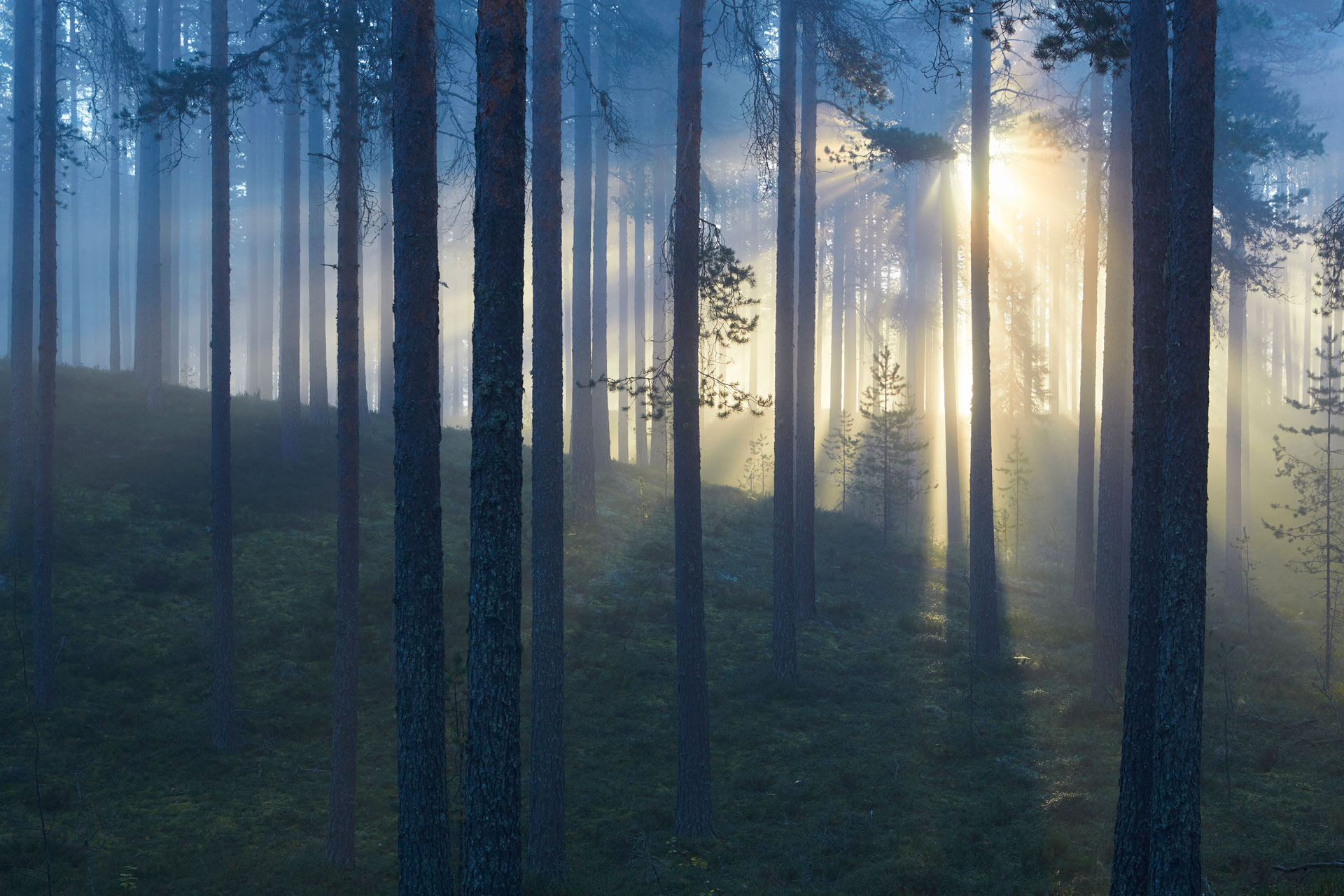Myy mets&auml;si